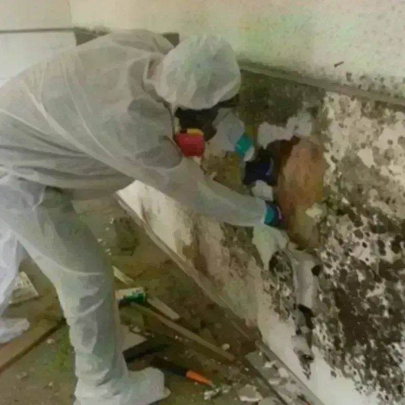 Mold Remediation and Removal in Somers, MT